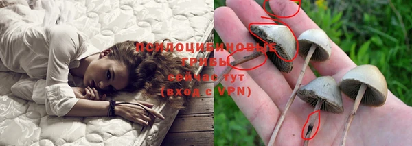 прущие грибы Беломорск